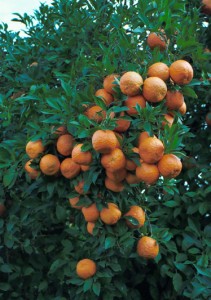 Ave-Maria-Seville-Orange-branches-fruits