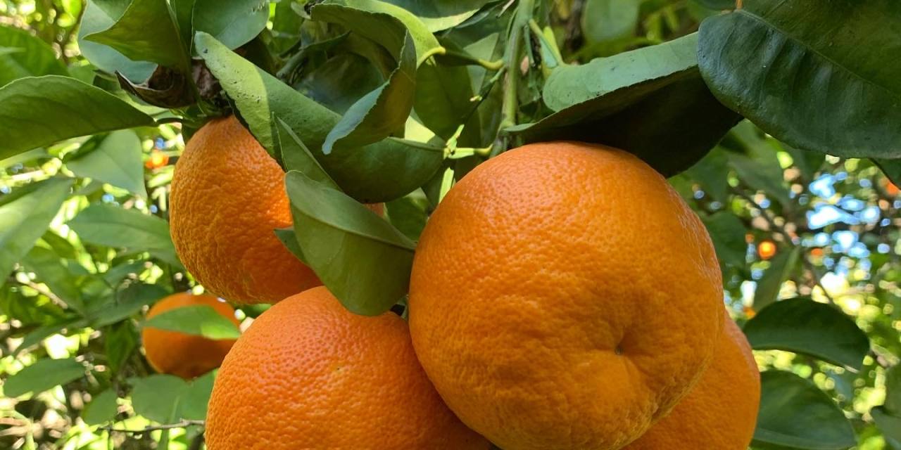 Seville Oranges History