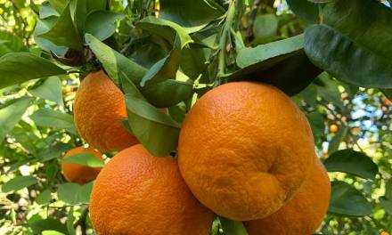 Seville Oranges History