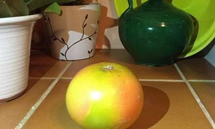 Grapefruit from Gospa Citrus Farm, Seville