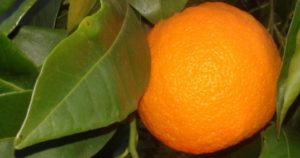 Real Organic Gospa Citrus Seville Oranges from Gospa Citrus Farm in Seville.
