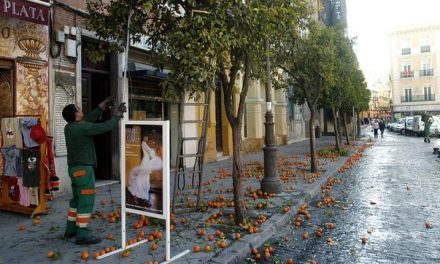 Why don’t use Bitter Oranges from the streets in Seville