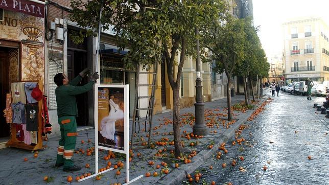 Why don’t eat Sevillian sidewalk oranges