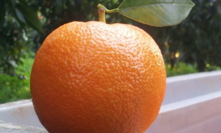What is a Gospa Seville Orange