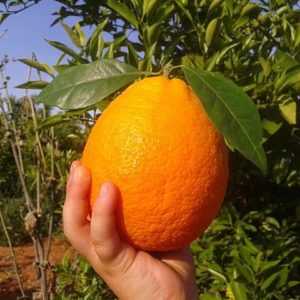 Navelina Orange Gospa Citrus Farm