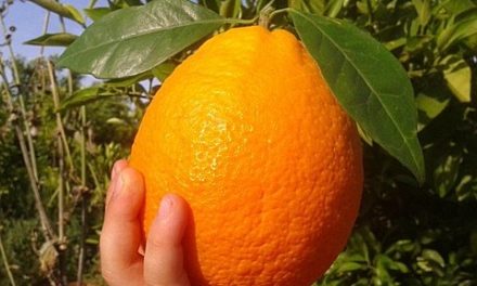 What is a Navelina Orange