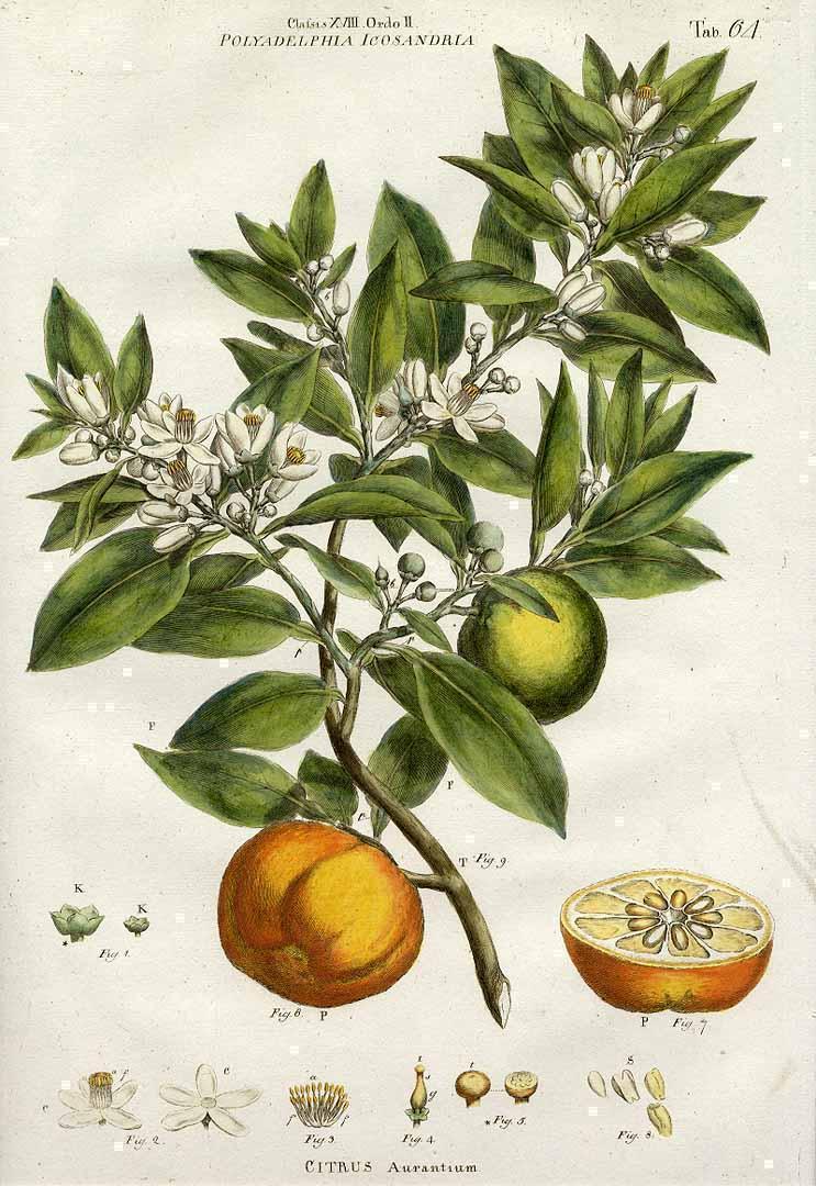 Citrus aurantium J Miller 1770 seville orange