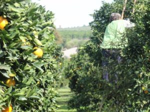 Navelina Orange Gospa Citrus Farm man picking harvest