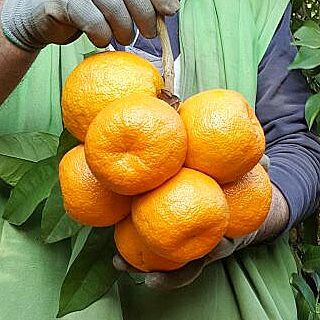 Gospa Citrus Farm nice oranges due to climate
