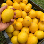 The lemon and its varieties