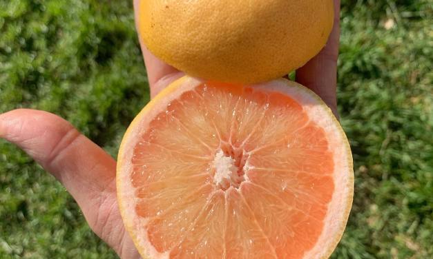 Red Blush Grapefruit, juicy, sweet and fragrant