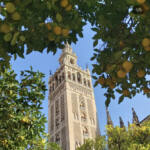 History of the Seville Orange Tree