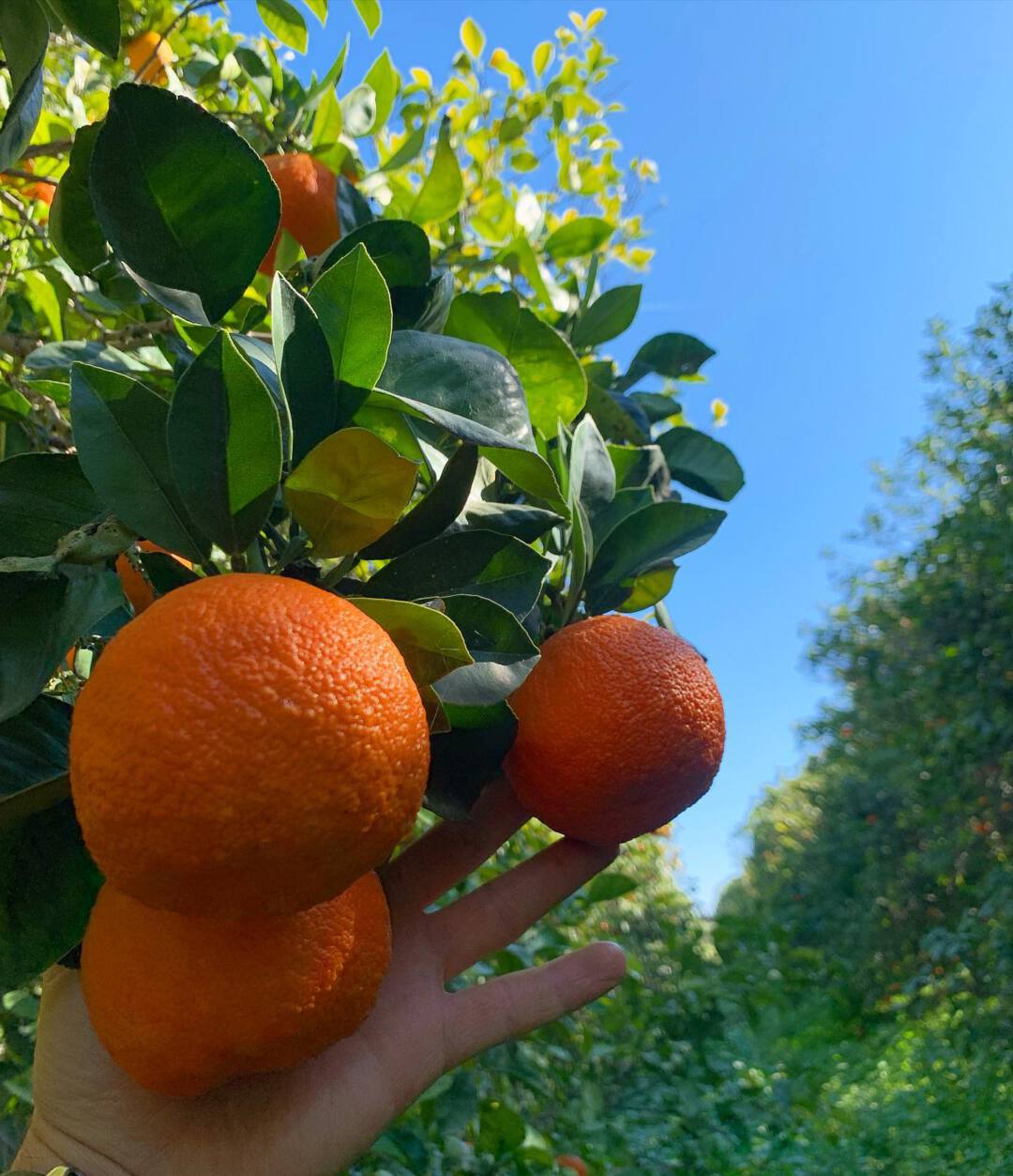 Top 28+ Pictures orange fruit that grows on a vine Updated