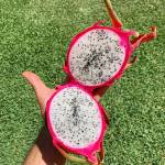 All about Dragon Fruit