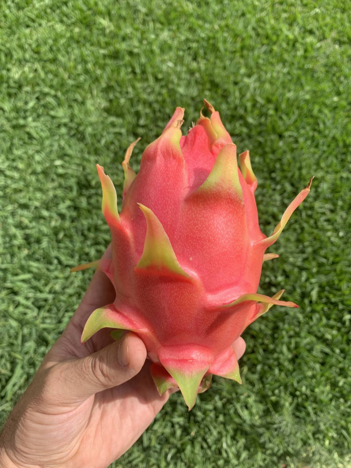 all-about-dragon-fruit-seville-oranges