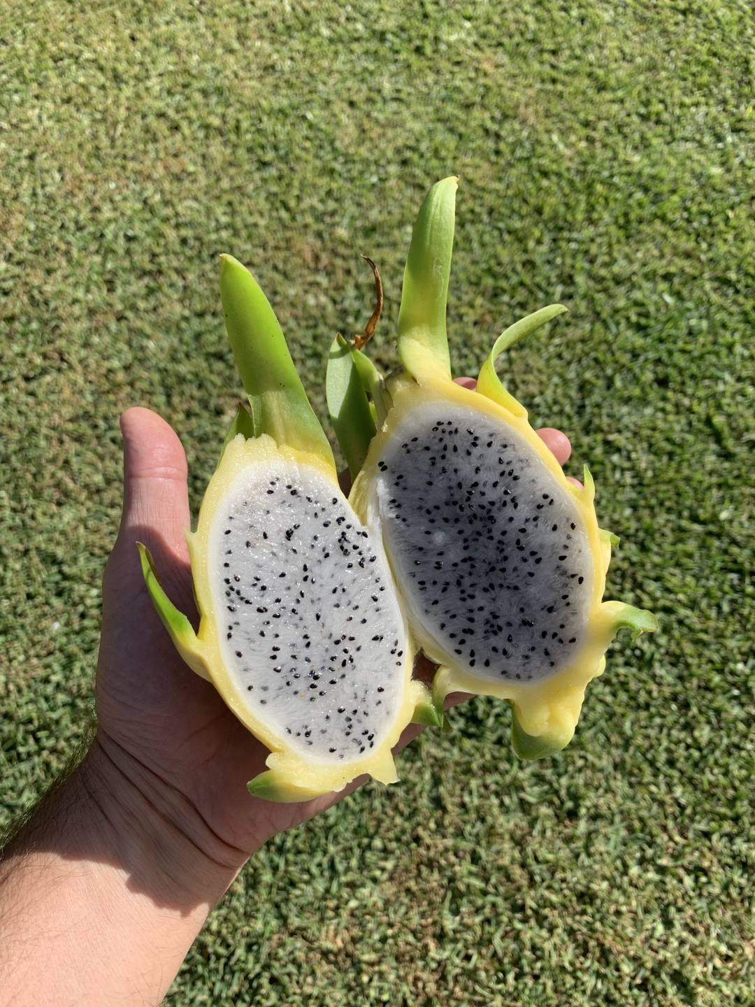 Dragon Fruit Plant Yellow Variety