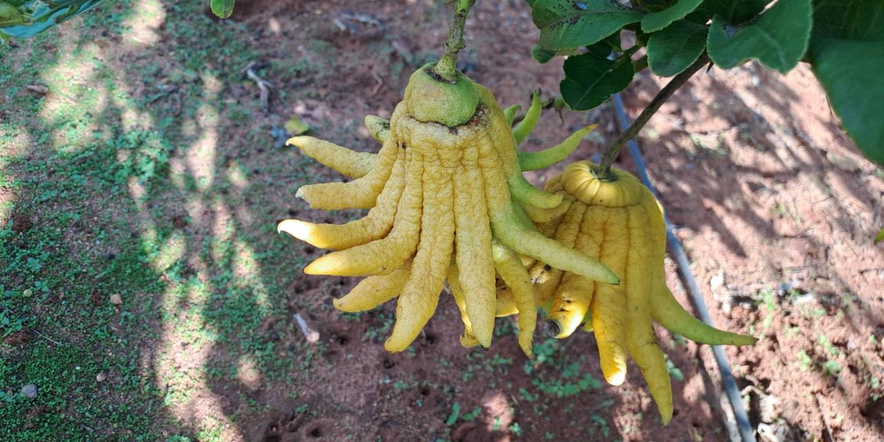 Candied Buddha’s Hand Citron