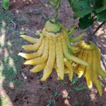 Candied Buddha’s Hand Citron
