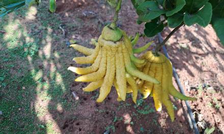 Candied Buddha’s Hand Citron